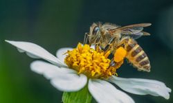 Rüyada arı görmek ne anlama geliyor?