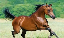 Rüyada at görmek ne anlama gelir?