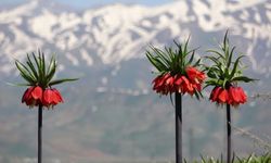 Hüznün Çiçeği Ters Laleler Açtı: Koparmanın Cezası Servet Değerinde