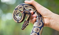 Rüyada yılan görmek ne anlama gelir?