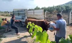 Boğa bir anda kontrolden çıktı… Tek hamlede yere serdi!