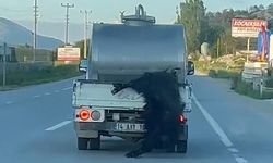 Kurbanlığı araçtan sarkıttı! Sürücüye 31 bin lira ceza