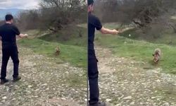 Bolu’da şaşırtan görüntüler: Tilkiyi elleriyle böyle besledi