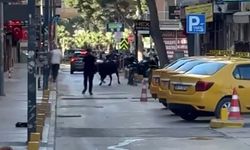 Bornova’da kaçan dana korku dolu anlar yaşattı