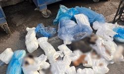 Buca’daki kedi katliamında sıcak gelişme