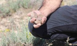 Dolaman Kurdu’ndan günlük 60 bin liralık rekor mesai!