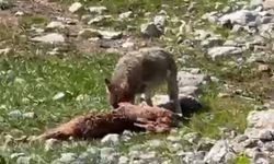 Munzur Dağları’nda kurt ve akbabaların etkileyici görüntüsü