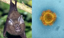 Tayland’da yeni koronavirüs alarmı! İnsanlara bulaşma potansiyeli var