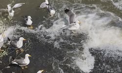 Suyun tersine yolculukta görsel şölen