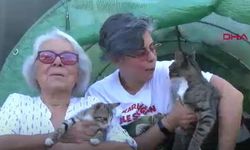İzmir’de şaşırtan olay: 'Erkek sandıkları kedi doğum yaptı'