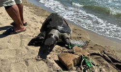İzmir'de yüzgecine taş bağlanan kaplumbağa kıyıya vurdu!