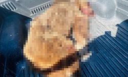 Seferihisar'da can alan ayı sahilde vuruldu!