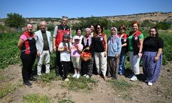 Yamanlar Tarla Domatesi için üreticiler sahada buluştu