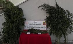 Edirne’de kenevirleri sularken suçüstü yakalandı