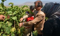 Kaymakam Güldoğan’dan üzüm hasadına destek