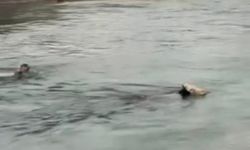 Kanala düşen inek için canını hiçe saydı!