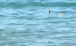 Çeşme’de suyun içinden yılan çıktı!