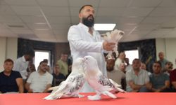 Gören bir daha baktı! Bu güvercinlerin fiyatı dudak uçuklattı