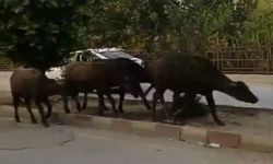 Samandağ’da şaşırtan görüntü: Anguslar trafiğe çıktı