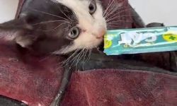 Bornova'da ezilmekten kurtardığı kedi aracın motoruna saklandı