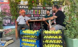 Torbalı'nın meşhur Bardacık incirinde hasat başladı!