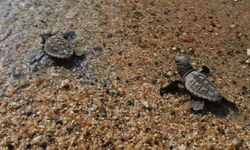 Kuşadası’nda 60 caretta caretta yavrusu denizle buluştu