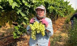 Kuru üzümde hasat başladı, üreticinin gözü fiyatta