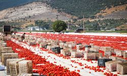 Torbalı'nın kırmızı altınında hasat mesaisi