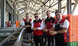 Zeytinde sezonun ilk hasadı İzmir’de başladı