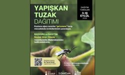 Gal arısına karşı yapışkan tuzak dağıtımı başlıyor