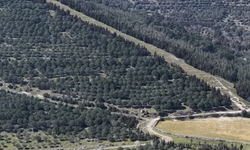 Kınık’ta yıllar önce dikildi, bugün orman oldu!