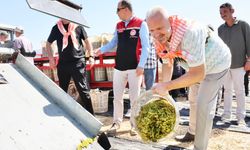 Menemen’de üzümler hasat için kesildi