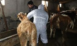Ege ve İç Anadolu’da şap alarmı: İki pazar kapatıldı!