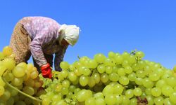TARİŞ’ten kuru üzüm üreticisine 80 TL avans