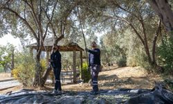 Bornova’da zeytin hasadı ihtiyaç sahiplerine ulaşacak