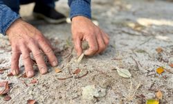 Çeşme damla sakızında hasat başladı: Kilosu 50 bin lira!