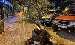 Bandırma’da fırtına ağacı devirdi, park halindeki araç zarar gördü
