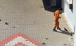 Bandırma’da kediye kötü muamele tepki çekti