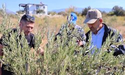 Buca’da zeytin üreticilerine budama eğitimi verildi