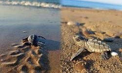 Milas açıklarında pet şişeye iple bağlı caretta caretta kurtarıldı