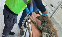 İzmir’de kurtarılan köpeğin adı Şanslı oldu