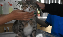 İzmir’de minik yüreklerden kedi Kurabiye’ye 22 bin liralık umut!