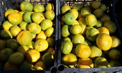 Satsuma mandalinada ihracat sezonu başladı