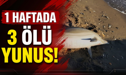 İzmir kıyılarında 1 haftada 3 ölü yunus!