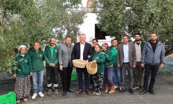 Zeytin hasadı, konser ve lezzet şöleni Urla’da!