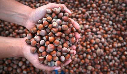 SON DAKİKA! Fındık alım fiyatı belli oldu