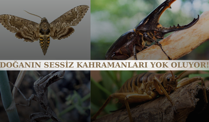 Görünce inanamayacaksınız! Nesli tükenme tehlikesi altındaki böcekler