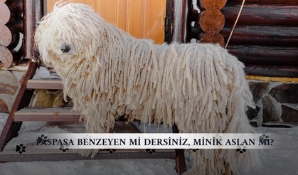 Sıradan köpekleri unutun! Bu 5 tür sizi şoke edecek