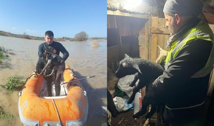 İzmir’de sağanakta yürek ısıtan görüntü: Hayvanları böyle kurtardılar