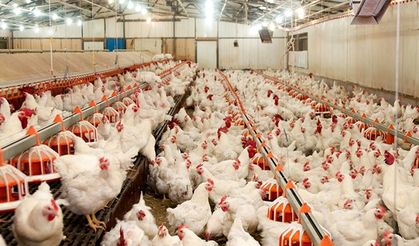 Tavuk ihracatına "Ramazan" freni: Bakanlık yarından itibaren durduruyor